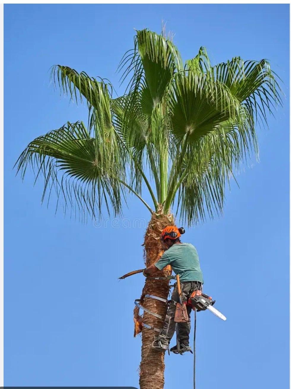 Hedge shrub and palm trimming